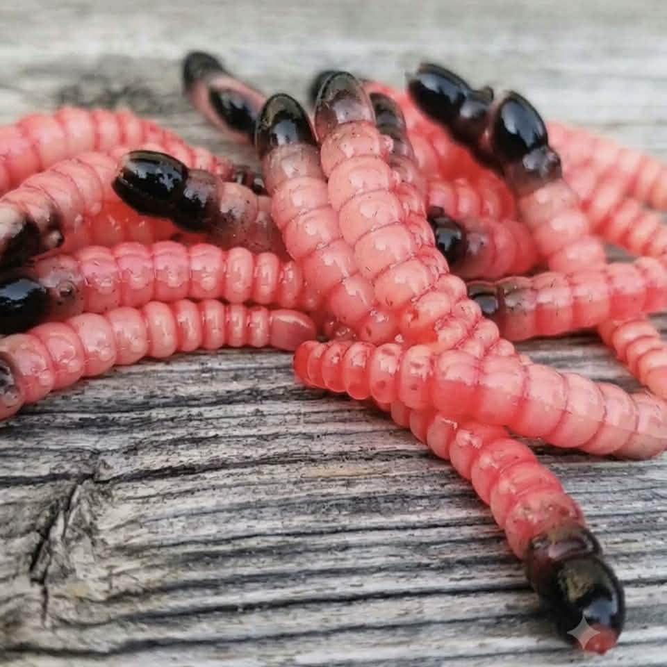 KORNIK
